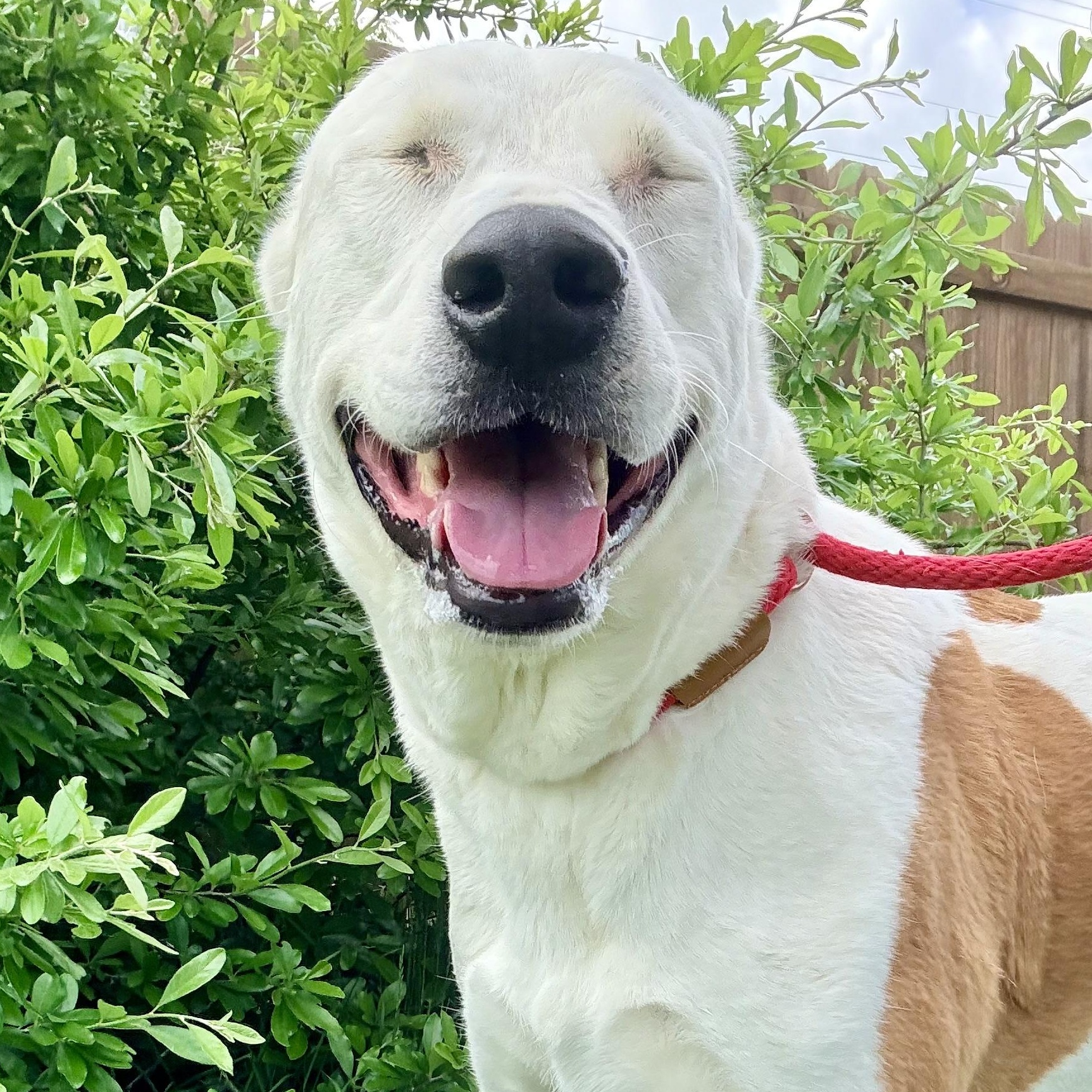 Enlarge *King, a Adoptable mixed breed in Justin, TX image 6/6