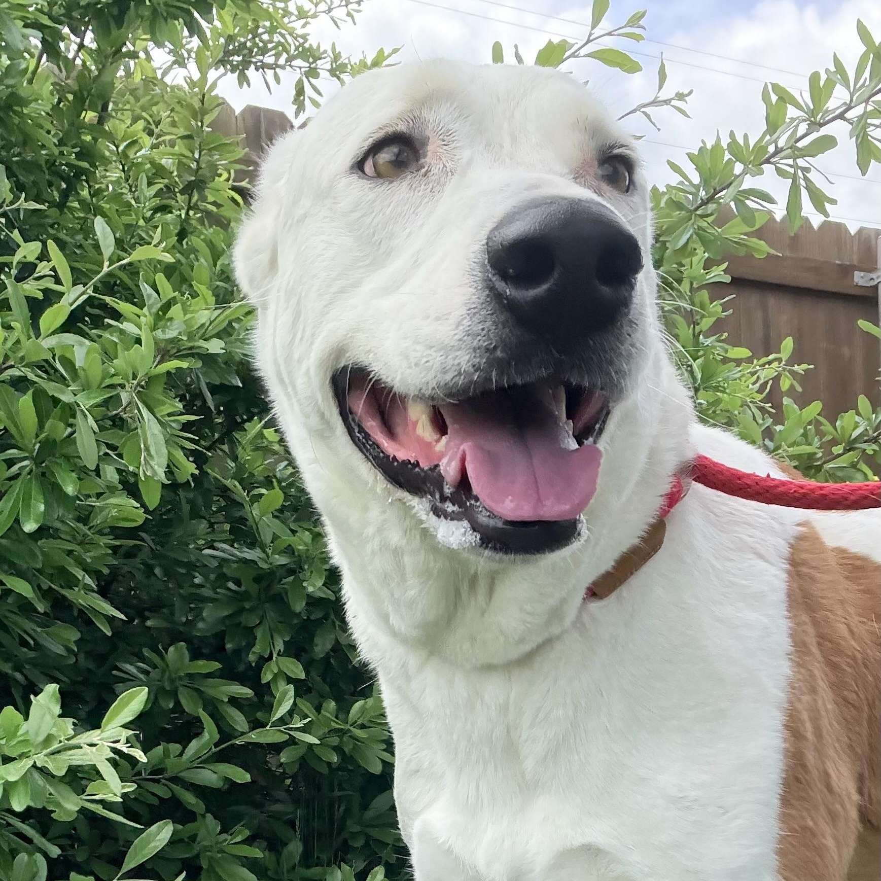 Enlarge *King, a Adoptable mixed breed in Justin, TX image 5/6
