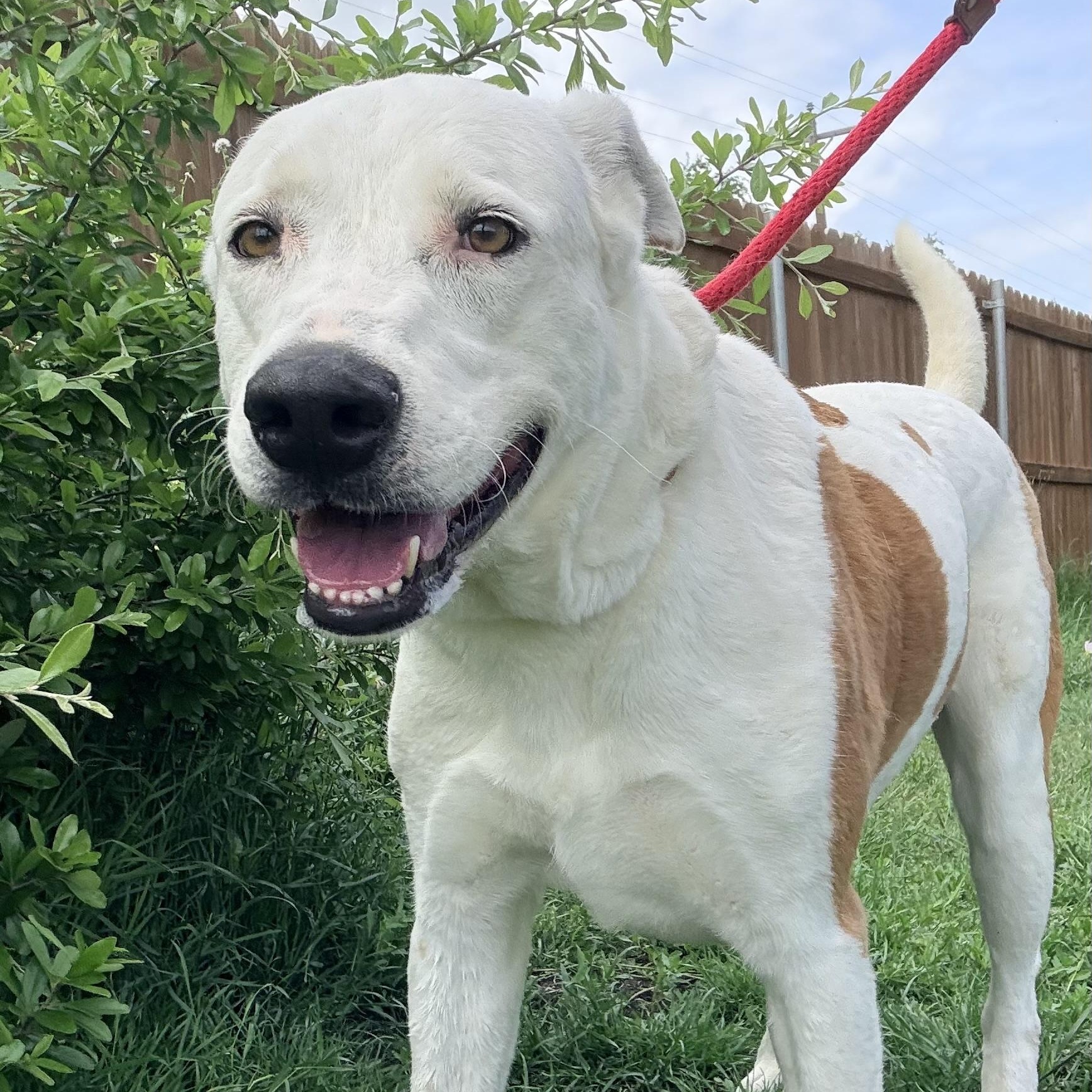 Enlarge *King, a Adoptable mixed breed in Justin, TX image 2/6