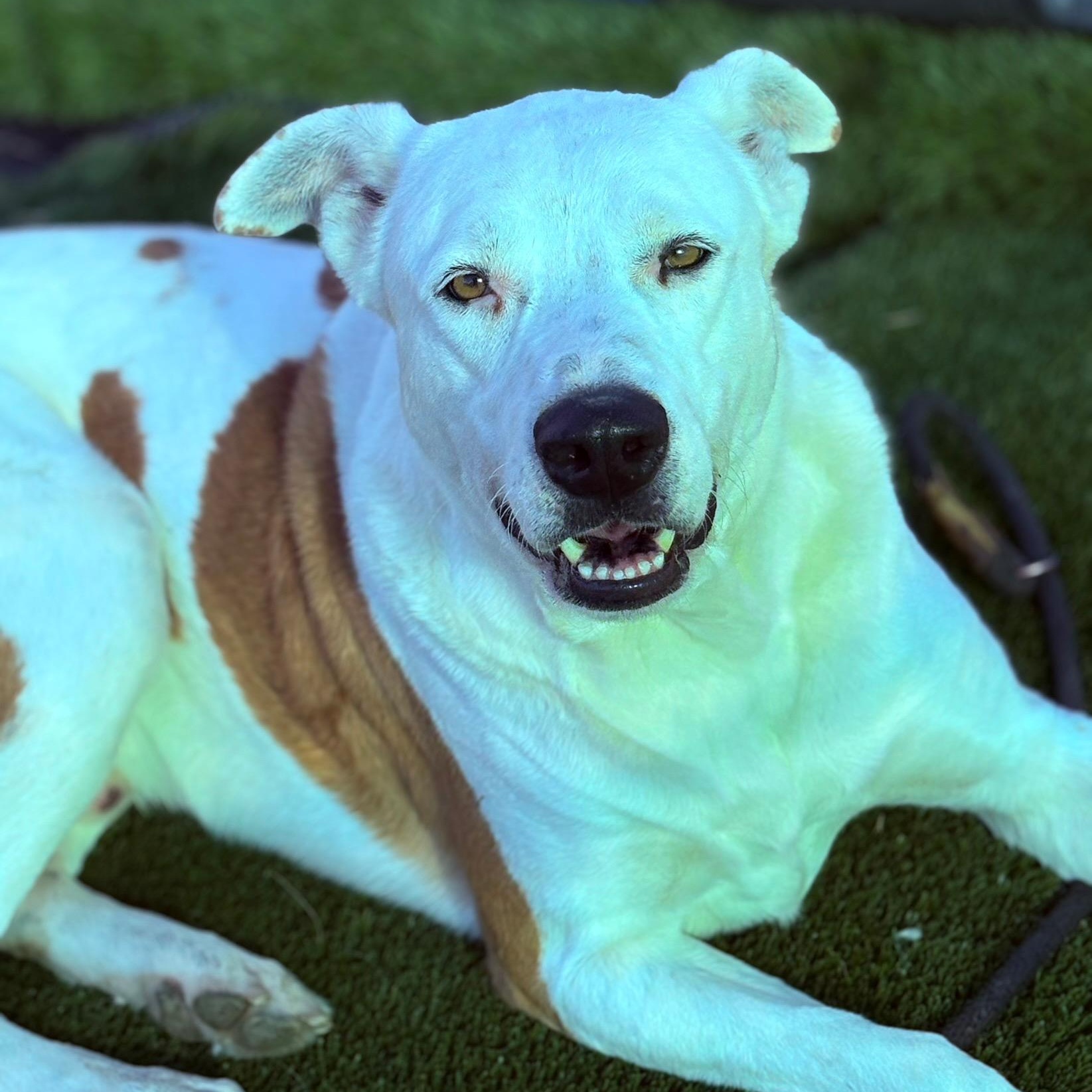 *King, a Adoptable mixed breed in Justin, TX image 1/5