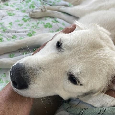 Enlarge Nala, an adopted mixed breed in Woburn, MA image 4/6