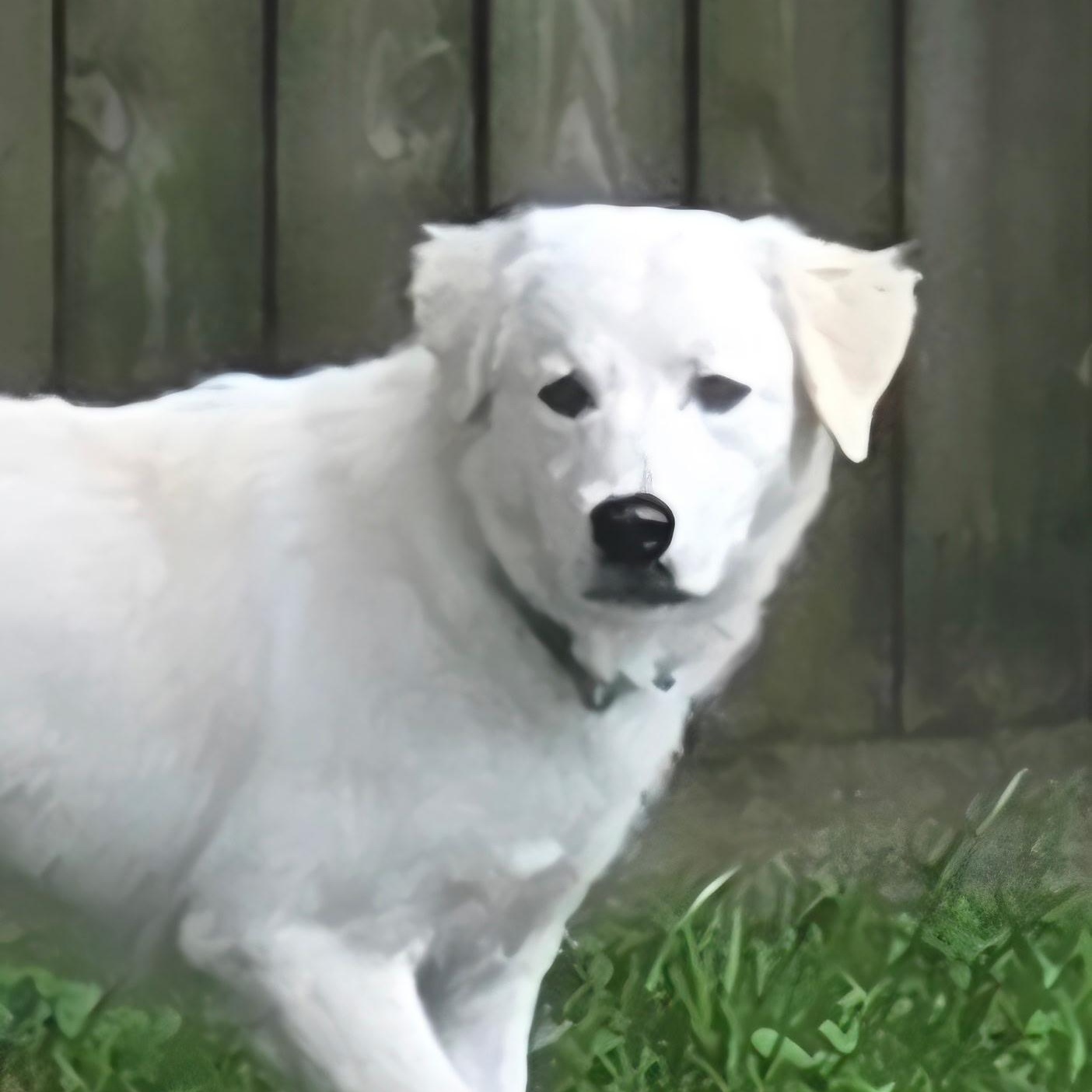 Enlarge Nala, an adopted mixed breed in Woburn, MA image 2/6