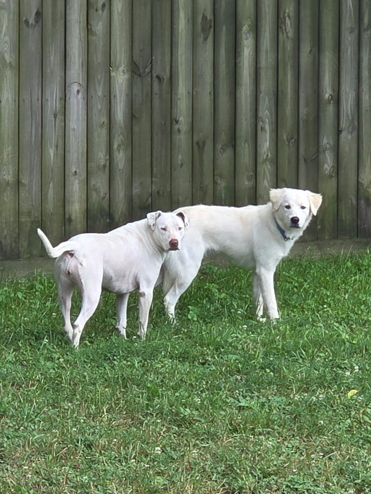 Enlarge Nala, an adopted mixed breed in Woburn, MA image 3/6