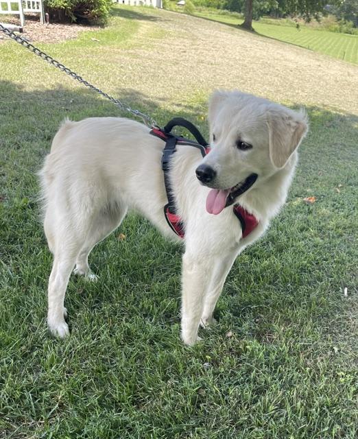 Enlarge Nala, an adopted mixed breed in Woburn, MA image 5/6