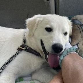 Nala, adopted, Puppy Female Great Pyrenees & Golden Retriever.