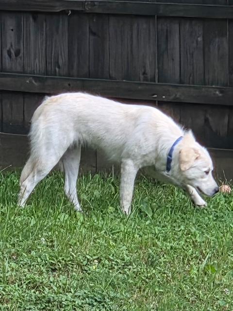 Enlarge Nala, an adopted mixed breed in Woburn, MA image 6/6
