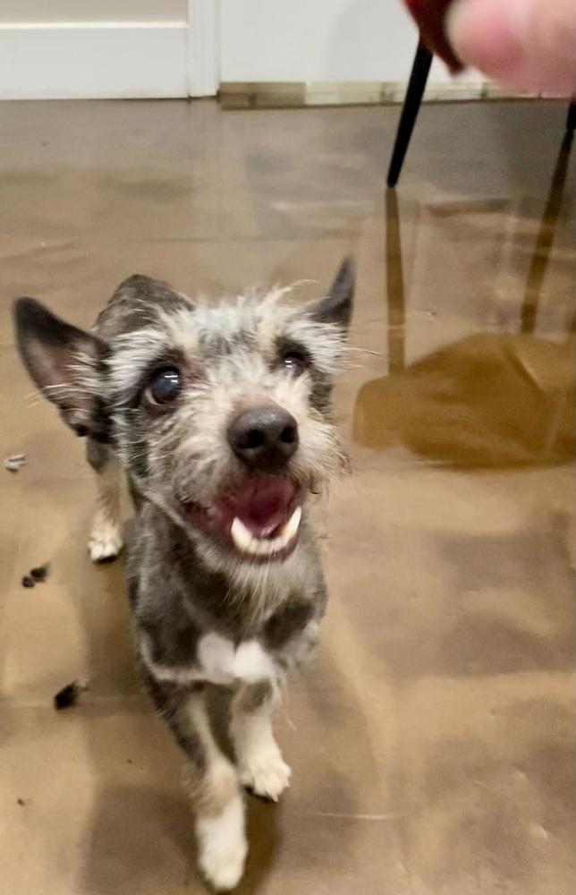 Enlarge Crow, a Adoptable Terrier in Marietta, GA image 1/6