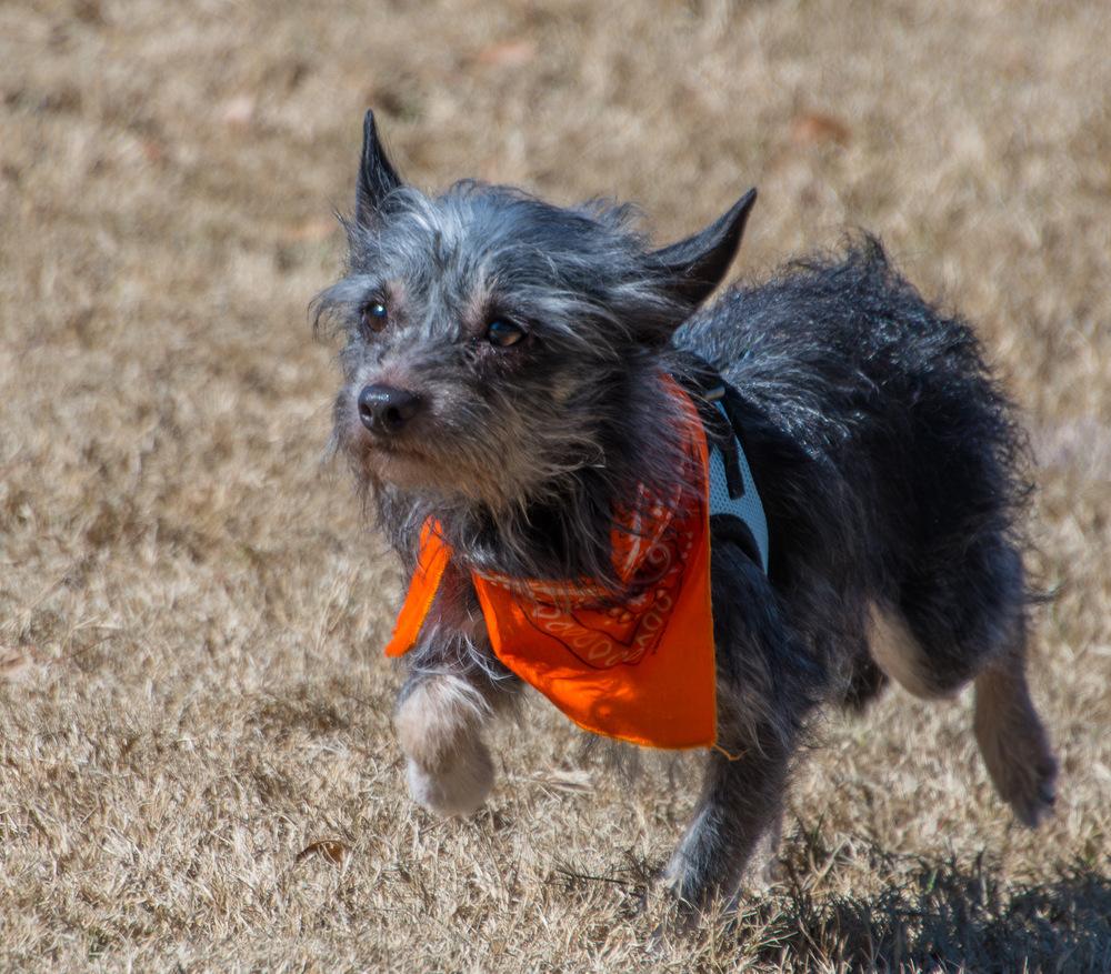 Enlarge Crow, a Adoptable Terrier in Marietta, GA image 1/6