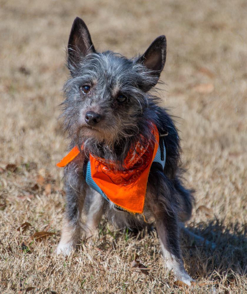 Enlarge Crow, a Adoptable Terrier in Marietta, GA image 2/6