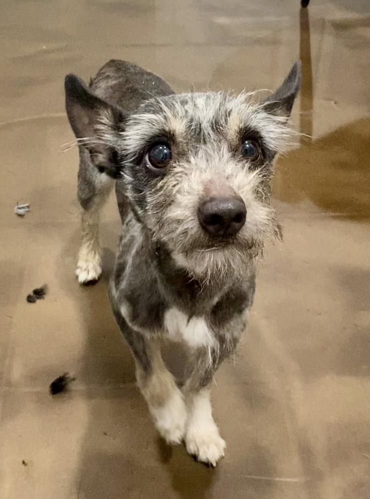 Enlarge Crow, a Adoptable Terrier in Marietta, GA image 4/6