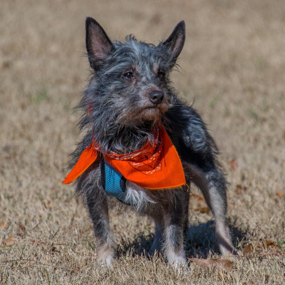 Enlarge Crow, a Adoptable Terrier in Marietta, GA image 3/6