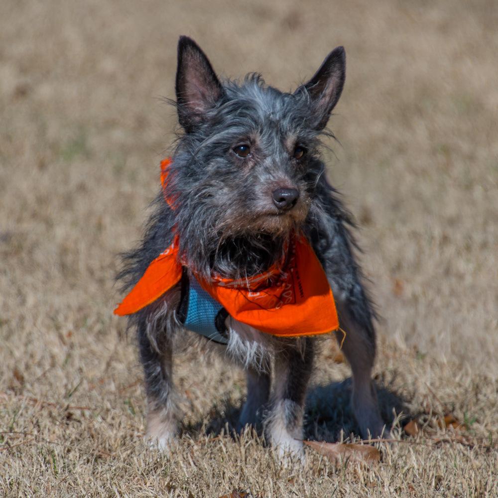 Enlarge Crow, a Adoptable Terrier in Marietta, GA image 4/6