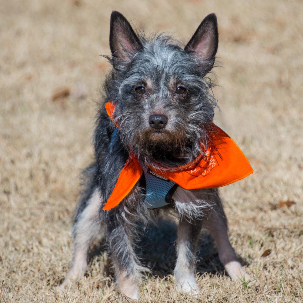 Enlarge Crow, a Adoptable Terrier in Marietta, GA image 5/6