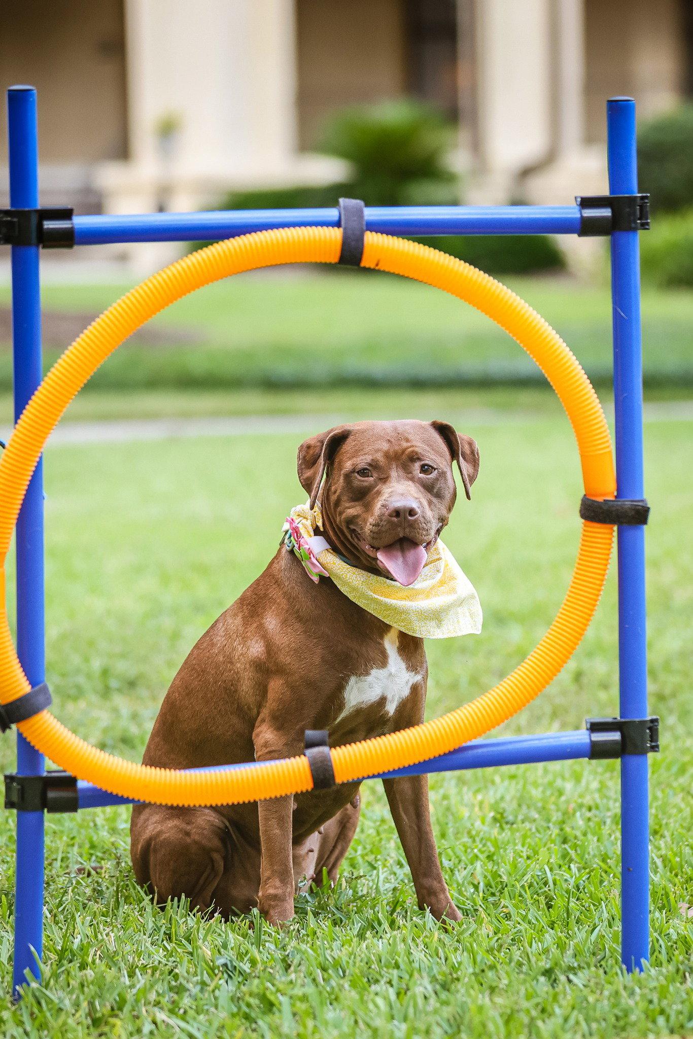 Autumn, Adopted, Adult Female Mixed Breed.