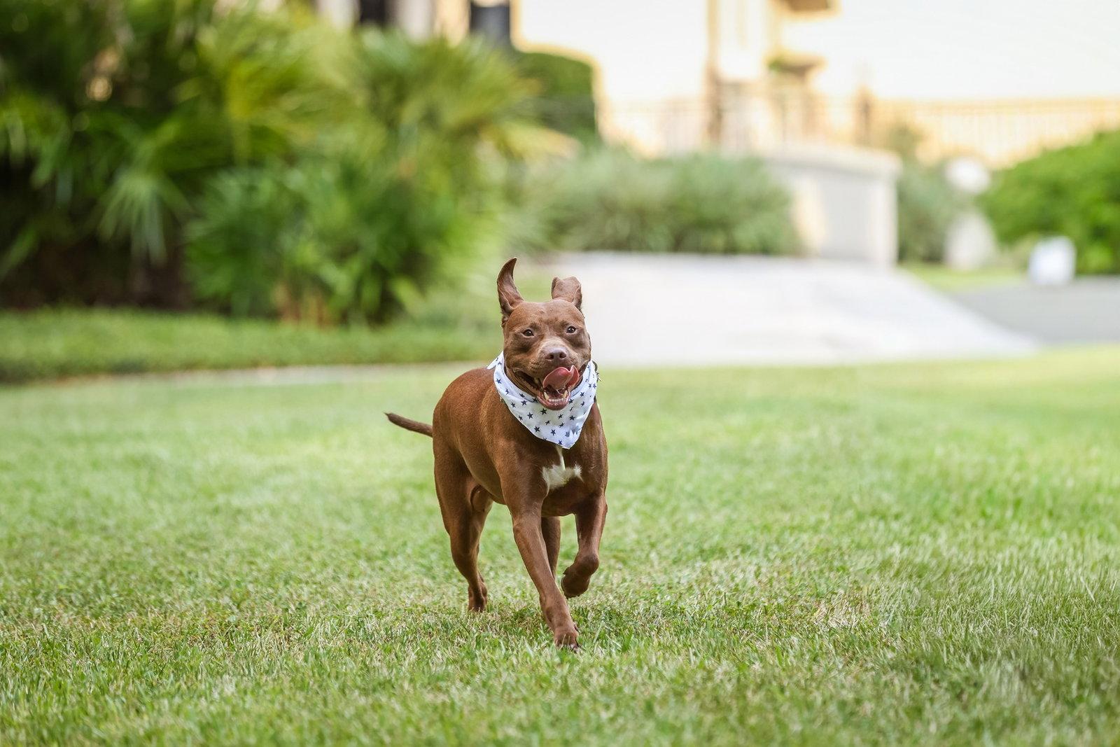 Enlarge Autumn, a Adopted Mixed Breed in Gainesville, FL image 2/3