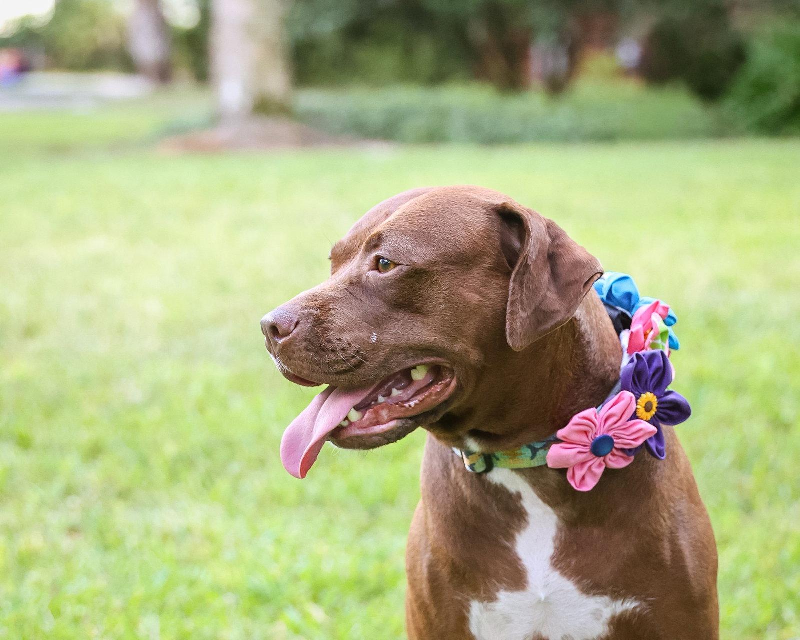 Enlarge Autumn, a Adopted Mixed Breed in Gainesville, FL image 3/3