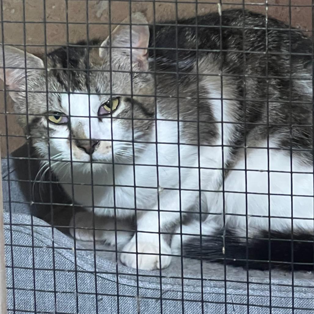 Atlas1, Adoptable, Young Male Domestic Short Hair.