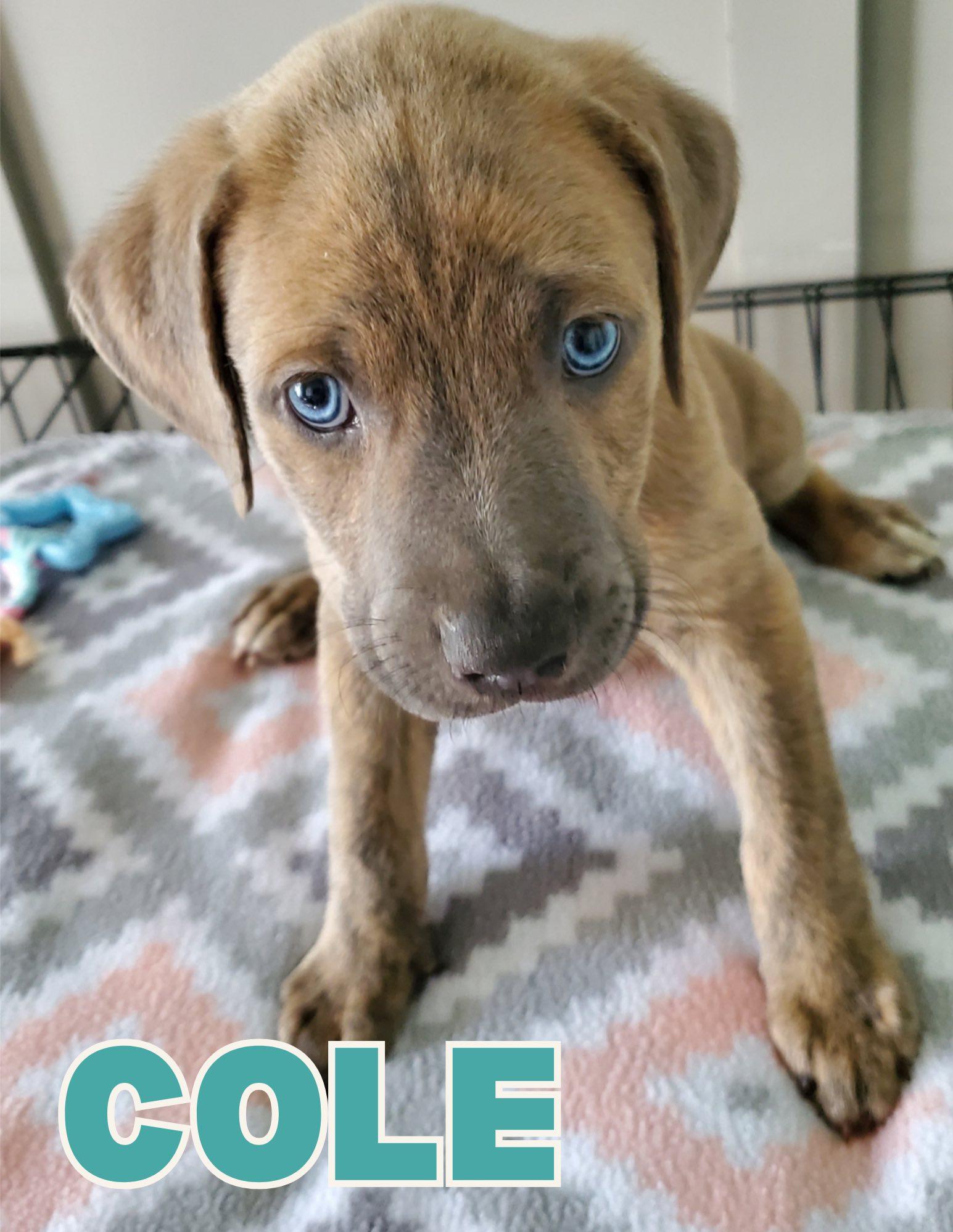 Cole, ADOPTABLE, Puppy Male Australian Shepherd & Labrador Retriever.