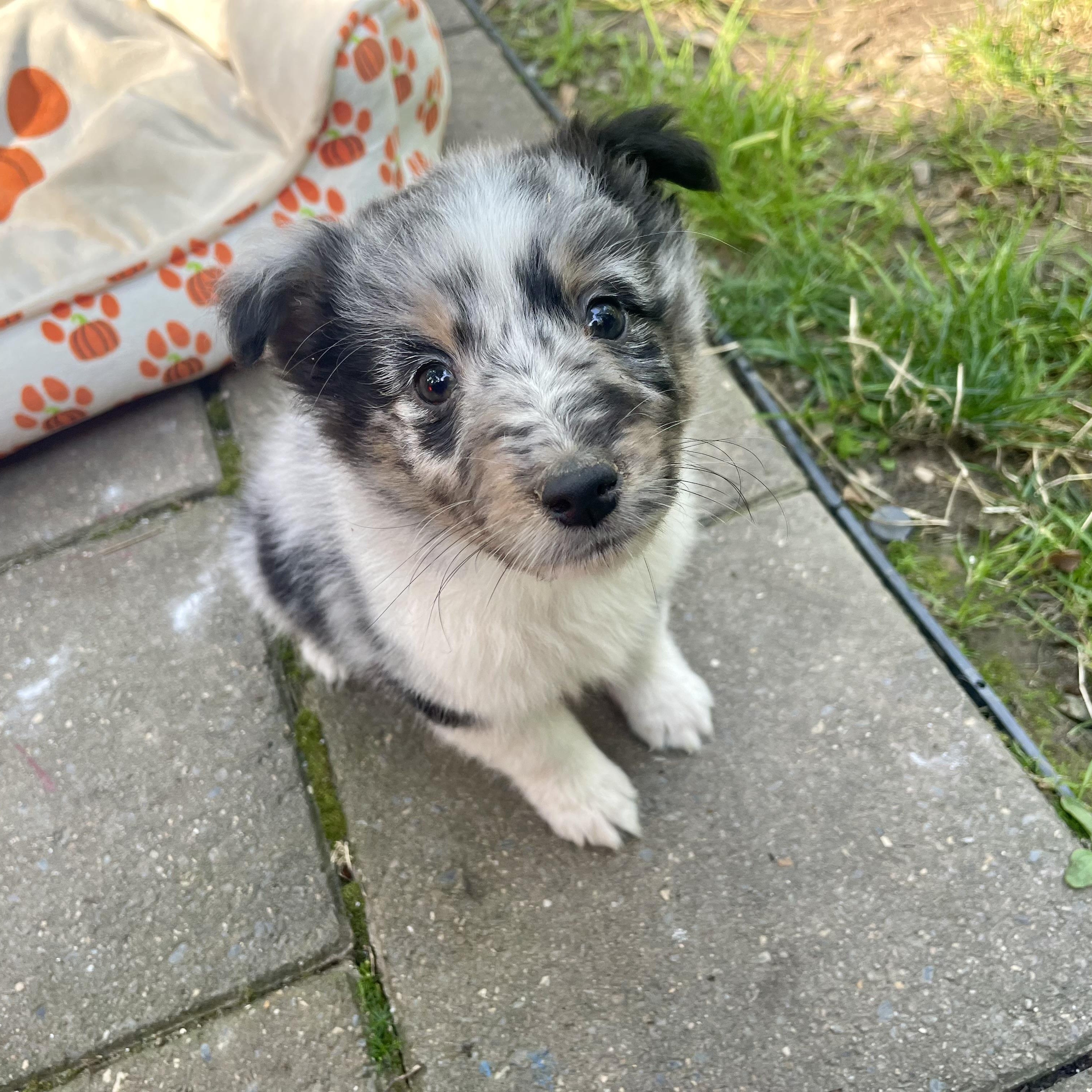 Aussie Puppies!