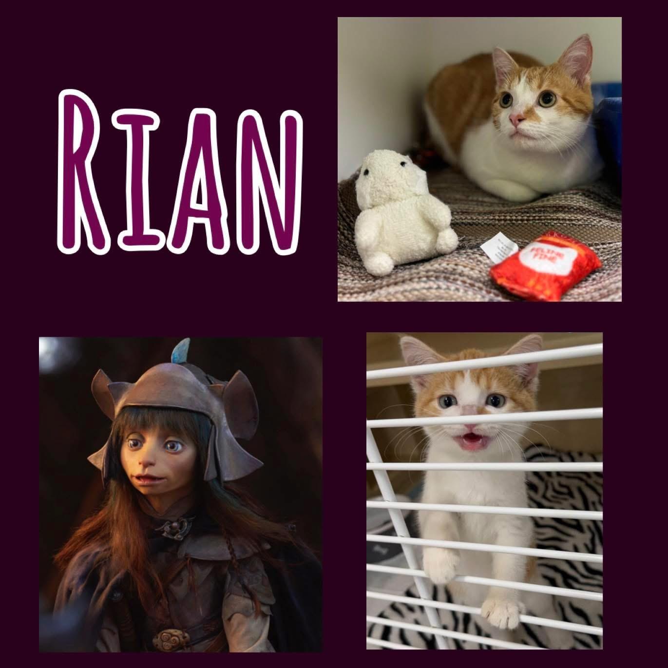 Enlarge Rian, a Adoptable Domestic Short Hair in Indianapolis, IN image 1/1