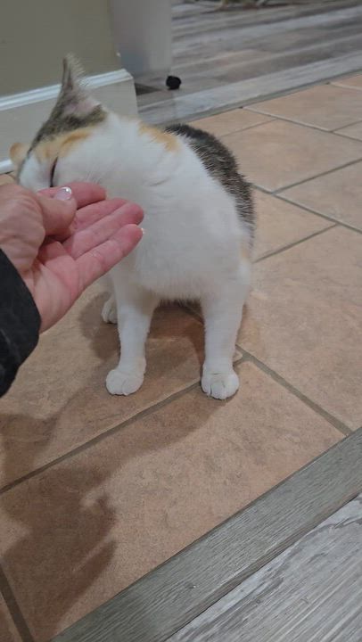 Enlarge Halle, an adopted Domestic Short Hair in Boiling Springs, PA video 5/5