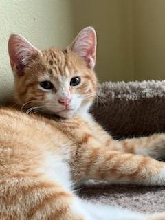 Enlarge Marlin & Cody, a Adopted mixed breed in CHICAGO, IL image 3/5