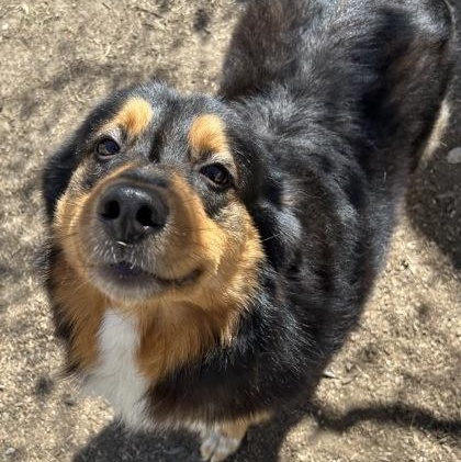 Enlarge Scout, a ADOPTABLE mixed breed in The Colony, TX image 2/4