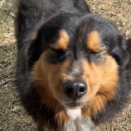 Enlarge Scout, a ADOPTABLE mixed breed in The Colony, TX image 4/4