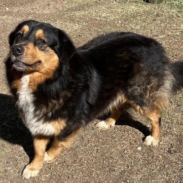 Enlarge Scout, a ADOPTABLE mixed breed in The Colony, TX image 3/4