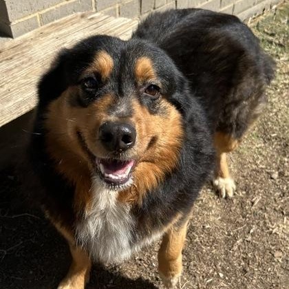 Enlarge Scout, a ADOPTABLE mixed breed in The Colony, TX image 1/4