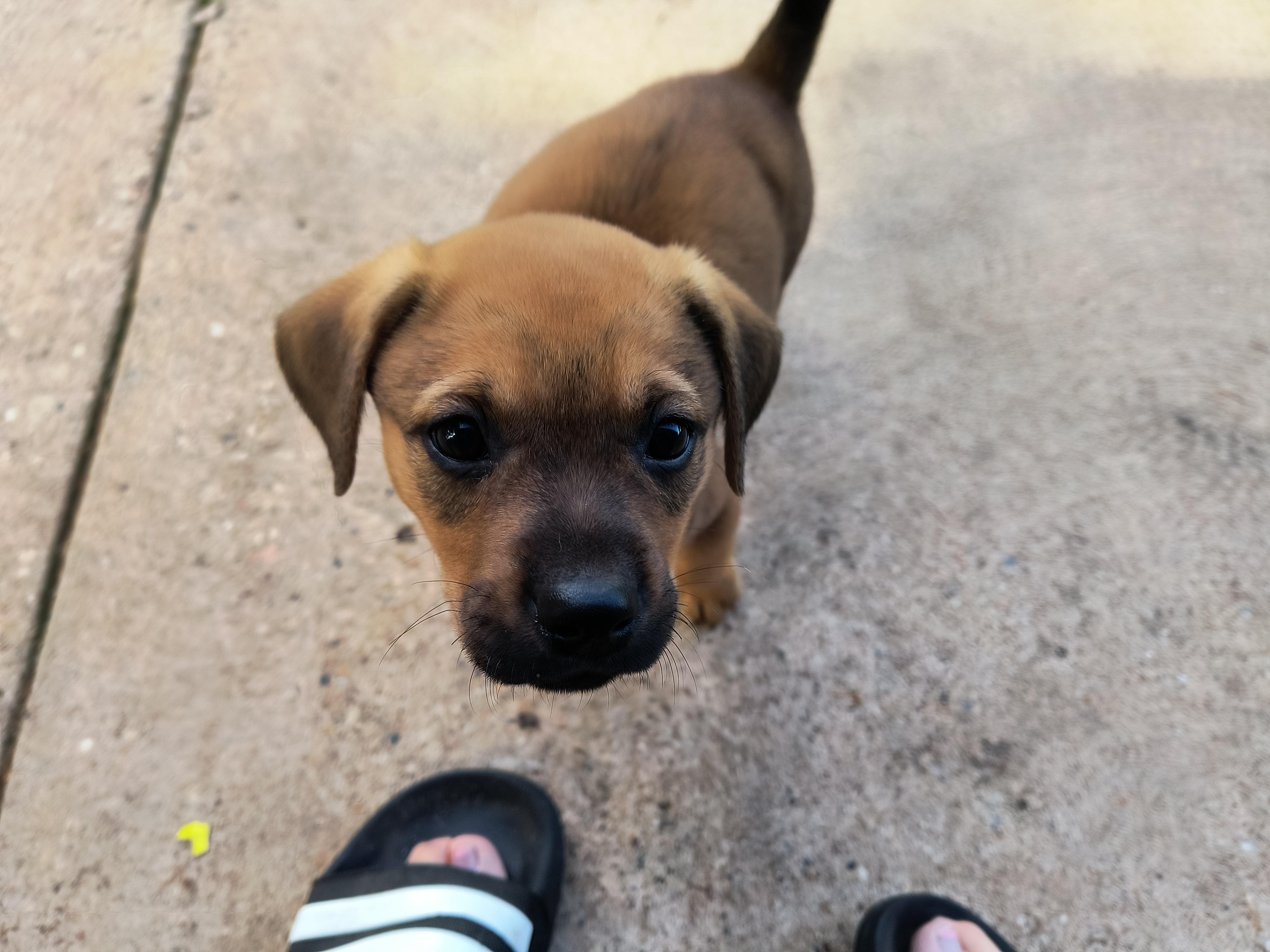 Enlarge Millie, a Adopted mixed breed in Aurora, IL image 1/4