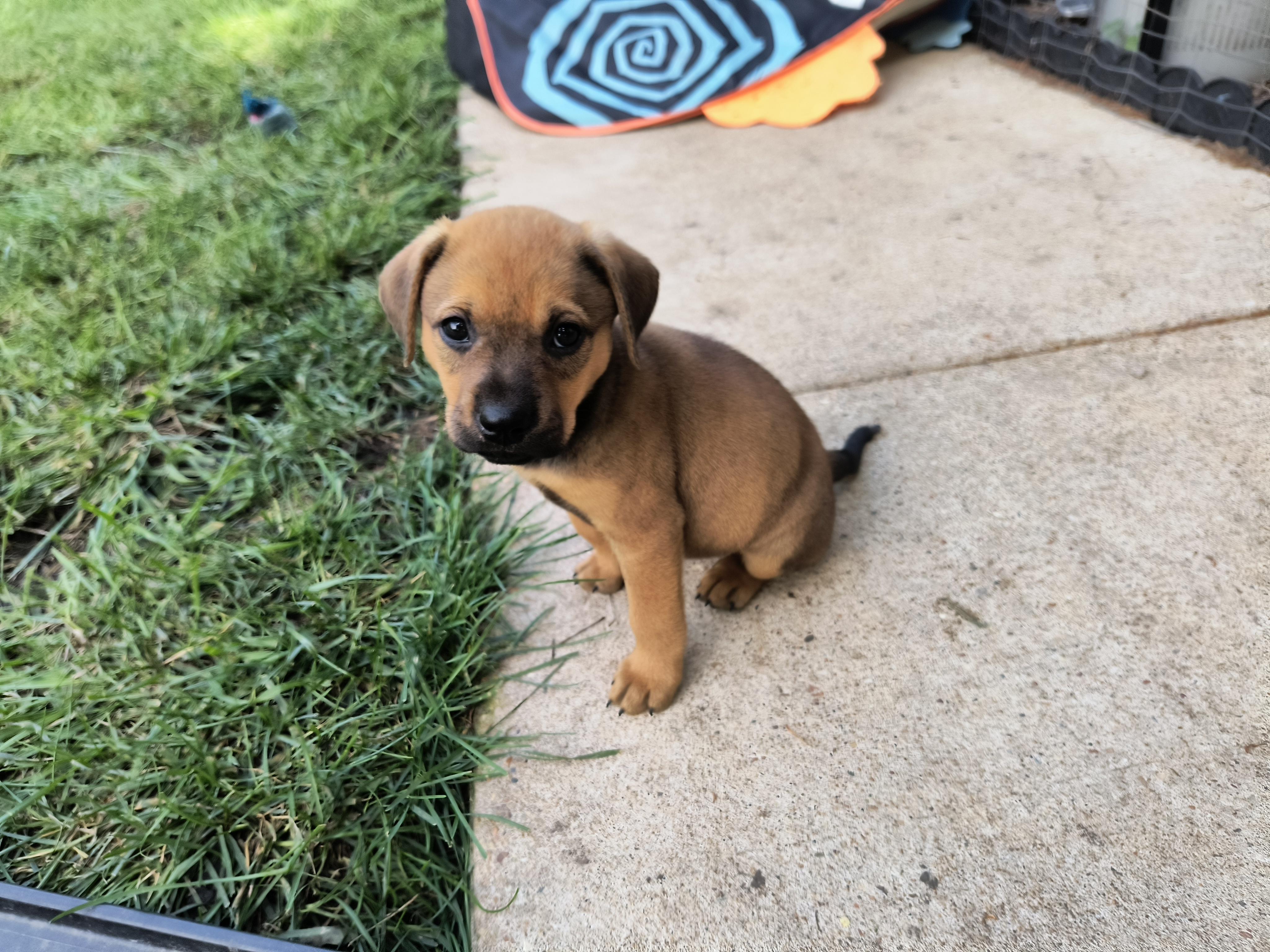 Enlarge Millie, a Adopted mixed breed in Aurora, IL image 2/4