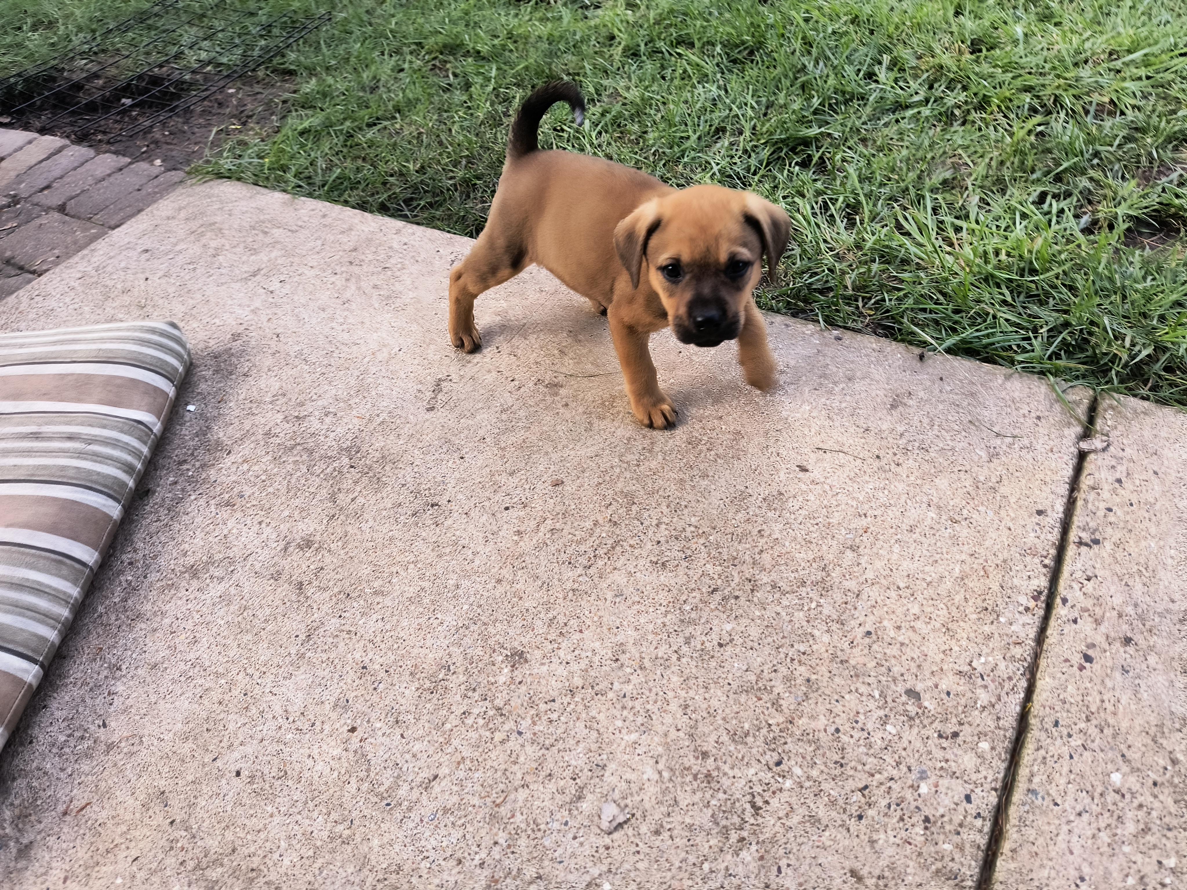 Enlarge Millie, a Adopted mixed breed in Aurora, IL image 3/4
