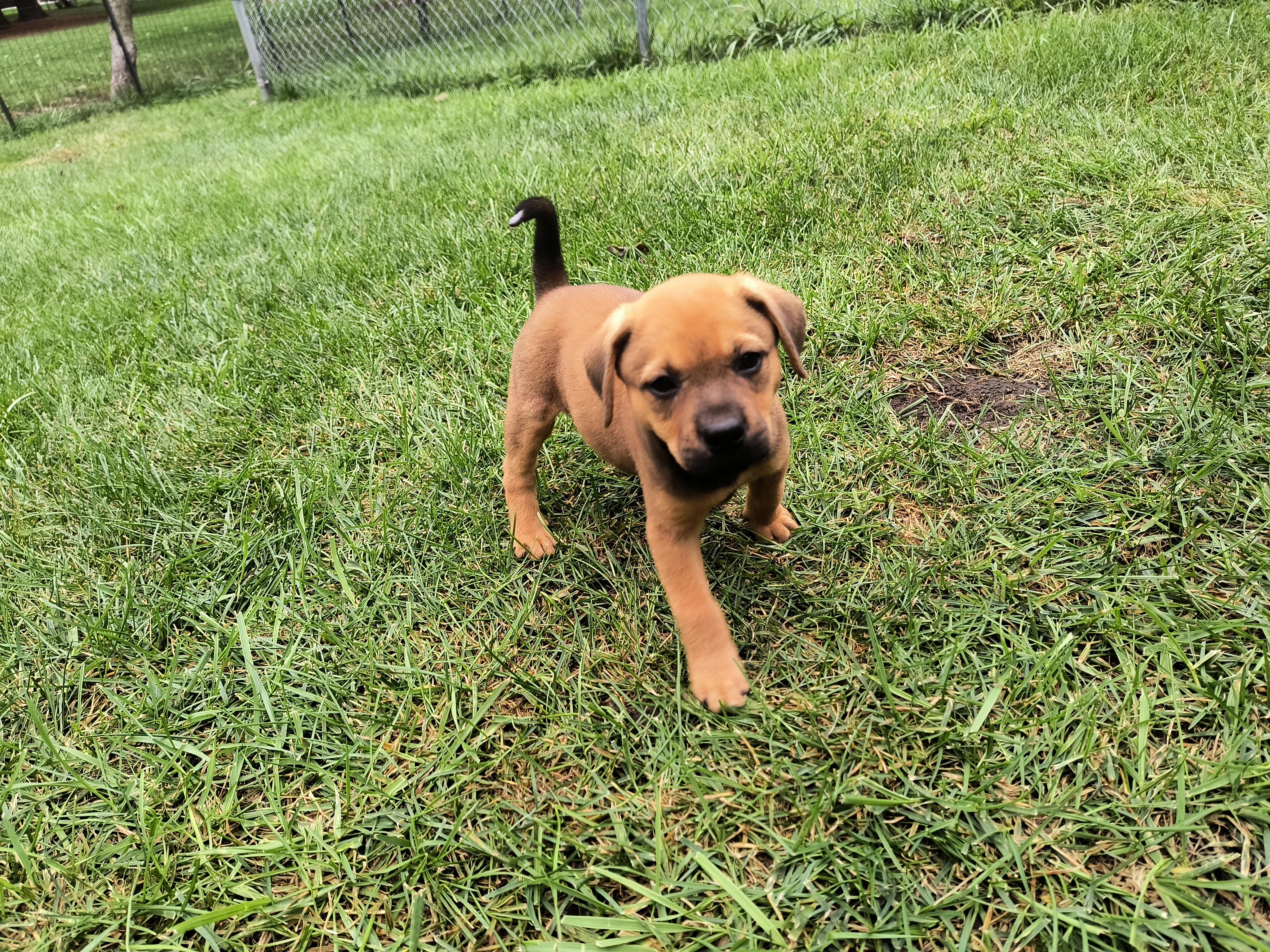 Enlarge Millie, a Adopted mixed breed in Aurora, IL image 4/4