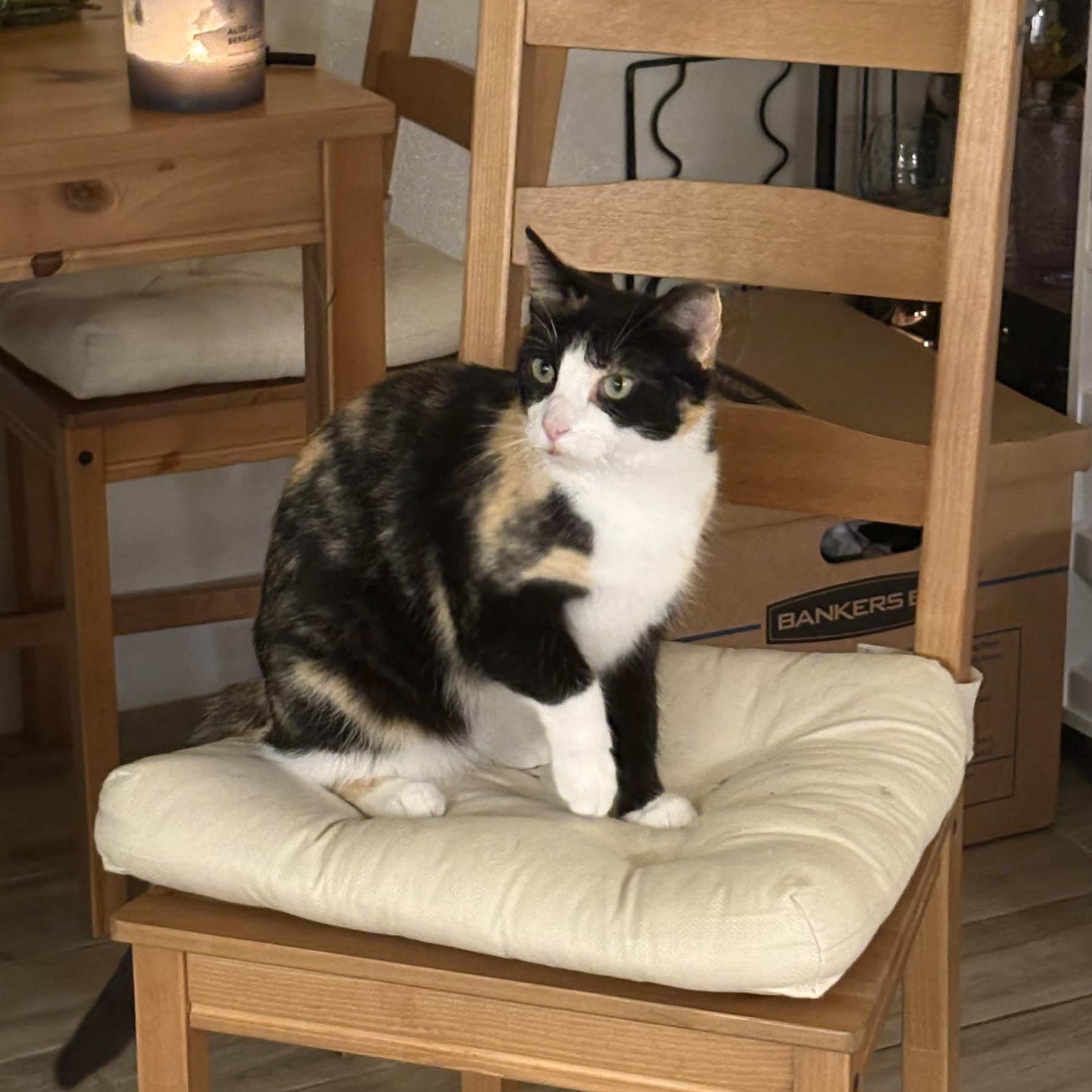 Enlarge Miss Kitty, a ADOPTABLE Calico in San Francisco, CA image 3/6