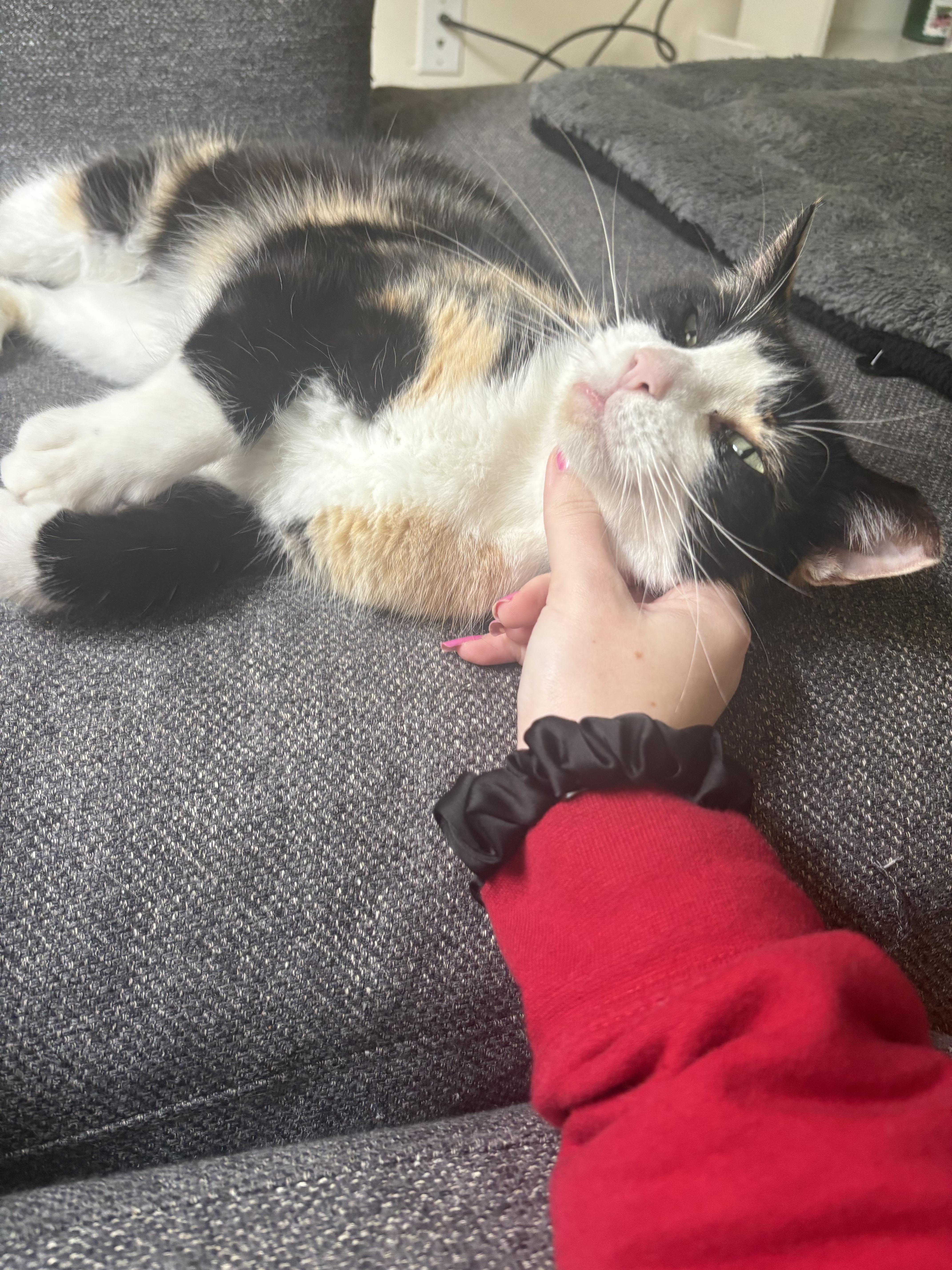 Enlarge Miss Kitty, a ADOPTABLE Calico in San Francisco, CA image 6/6