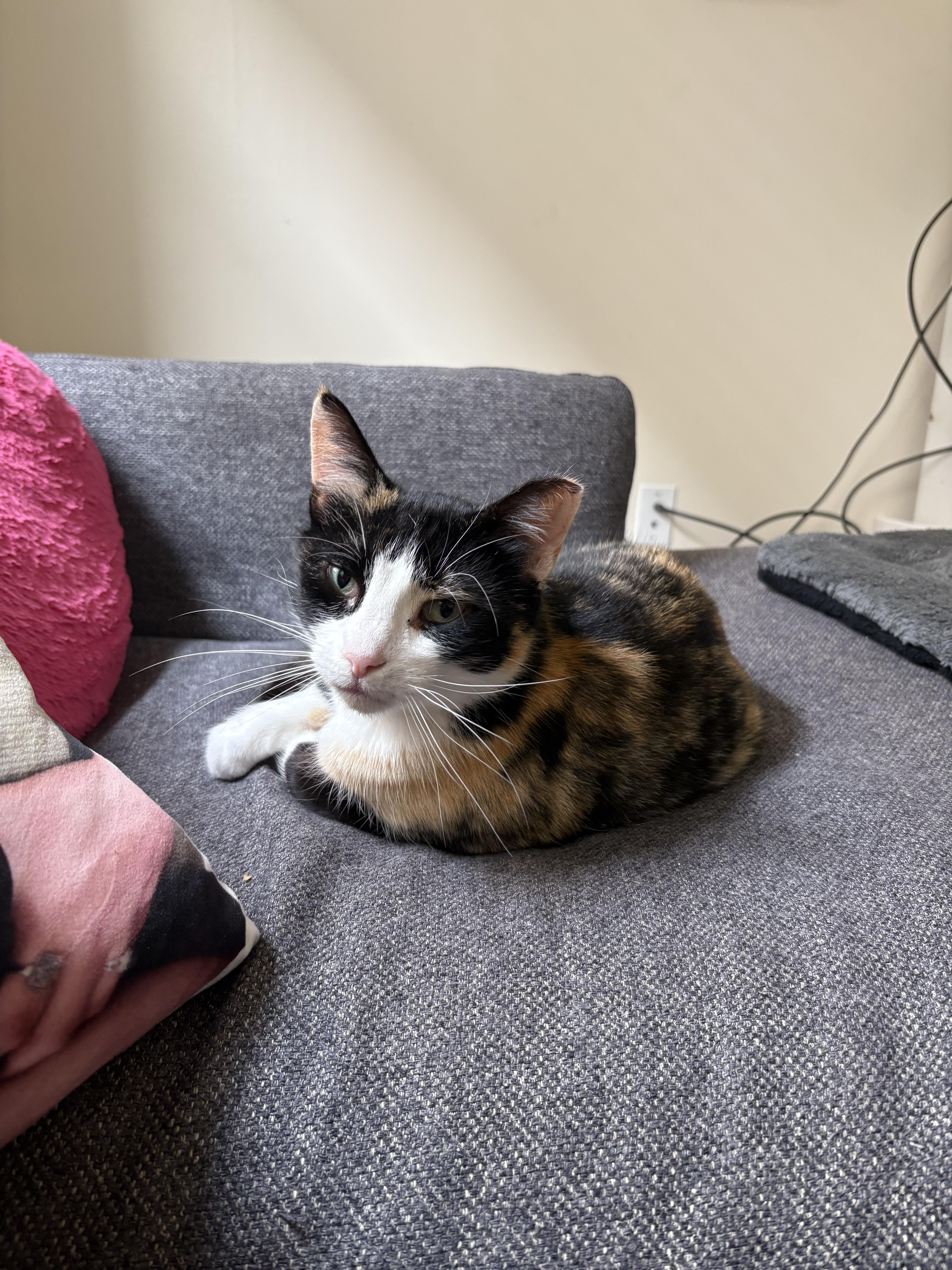 Enlarge Miss Kitty, a ADOPTABLE Calico in San Francisco, CA image 4/6