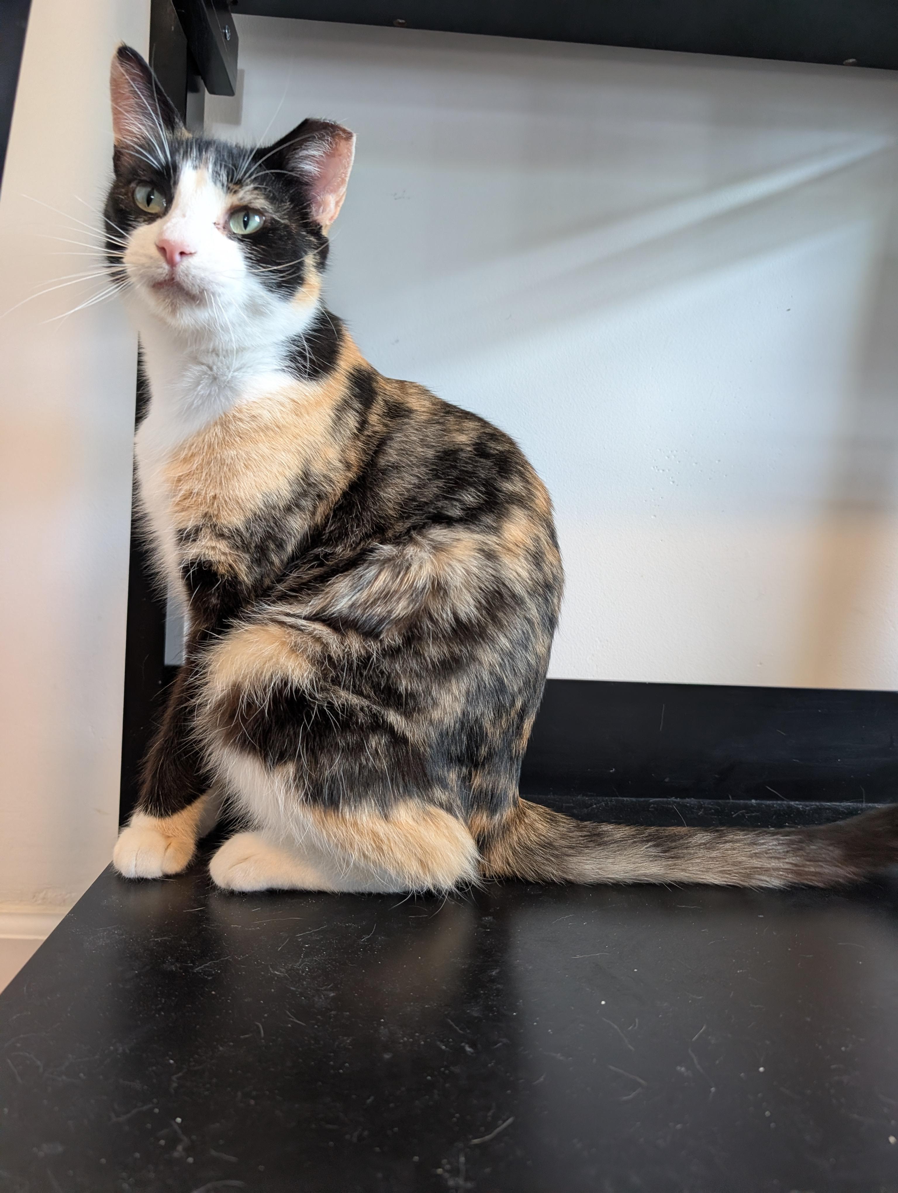 Miss Kitty, ADOPTABLE, Adult Female Calico.