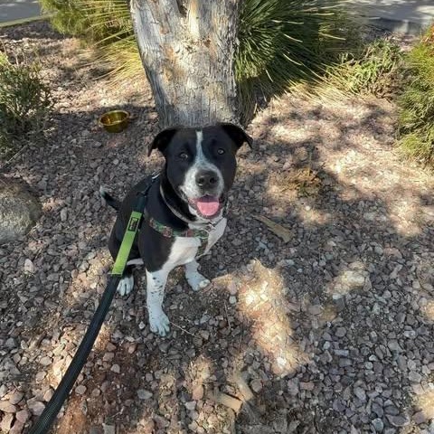 Diamond, Adoptable, Young Female Collie.