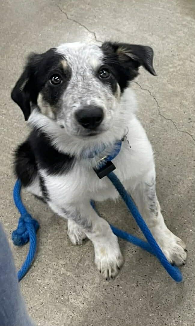 Stetson , ADOPTABLE, Puppy Male Border Collie & Australian Cattle Dog / Blue Heeler.