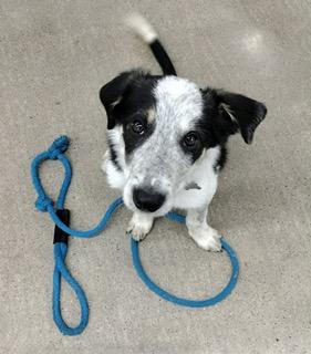 Stetson , a ADOPTABLE mixed breed in Clinton, UT image 2/4