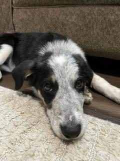 Stetson , a ADOPTABLE mixed breed in Clinton, UT image 3/4