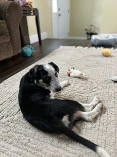 Stetson , a ADOPTABLE mixed breed in Clinton, UT image 4/4