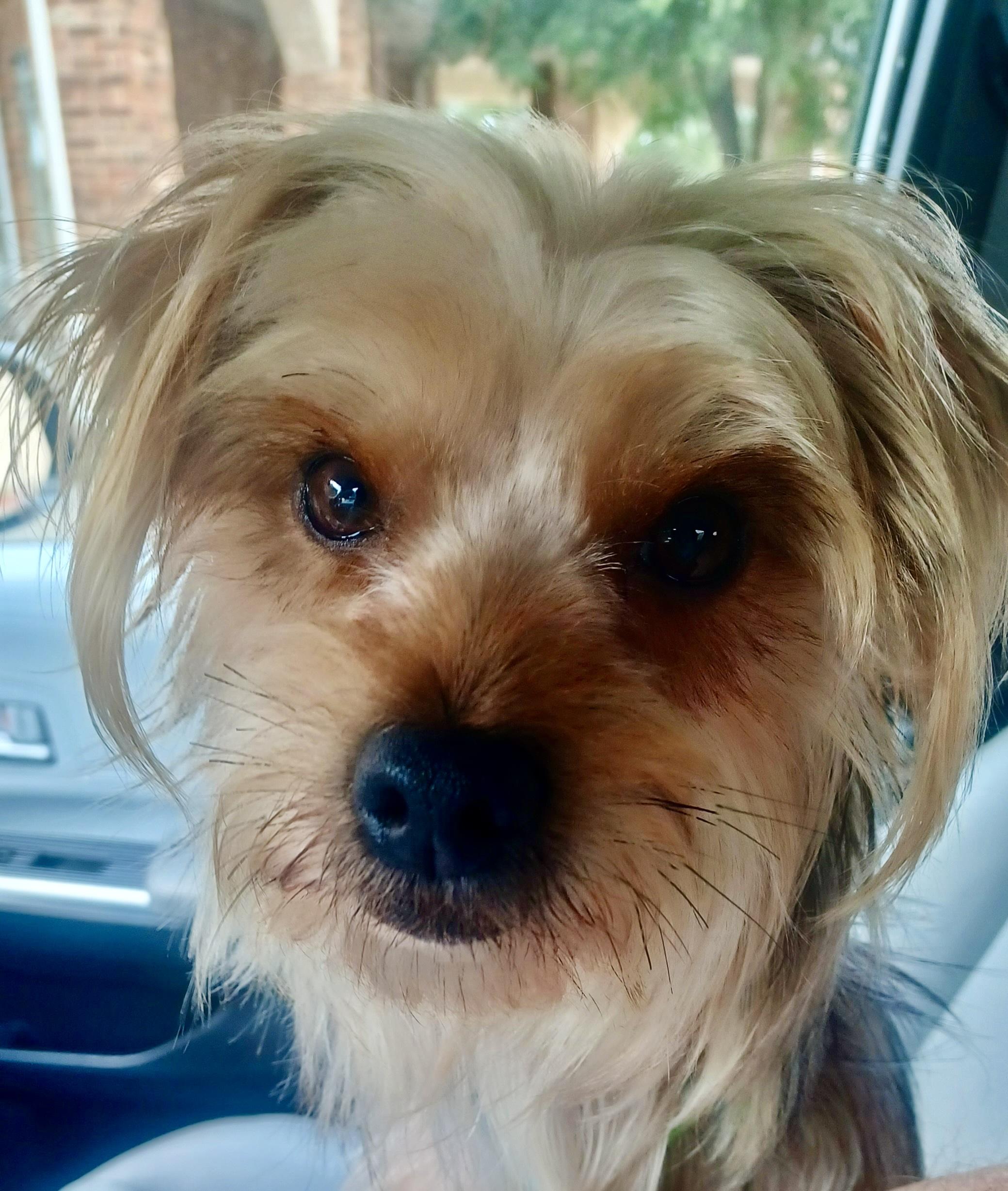Langley, Adoptable, Adult Male Silky Terrier.
