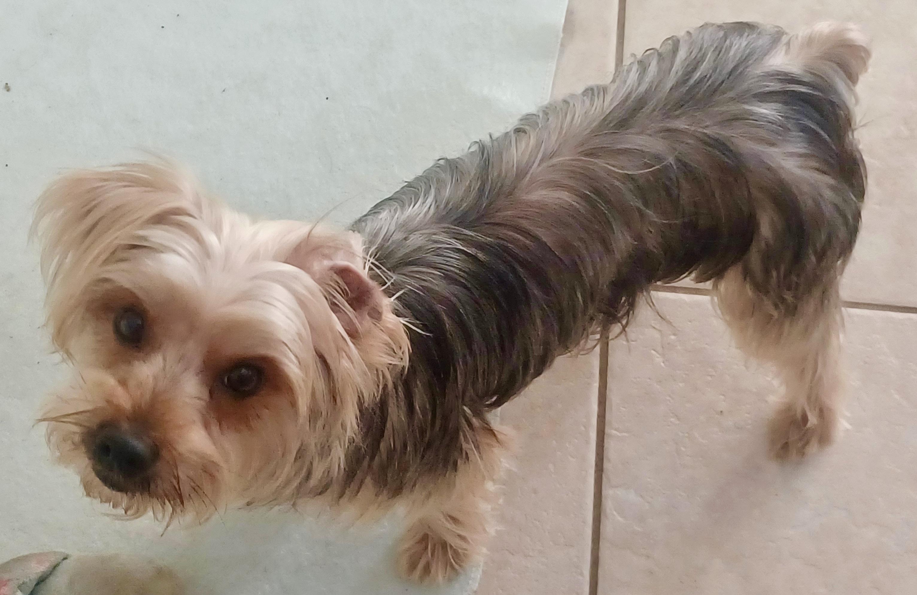 Langley, a Adoptable Silky Terrier in Plano, TX image 2/2