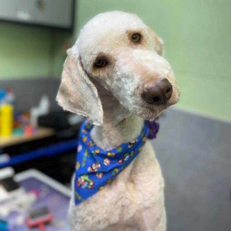 Enlarge Bentley, an adoptable mixed breed in Mishawaka, IN image 1/1