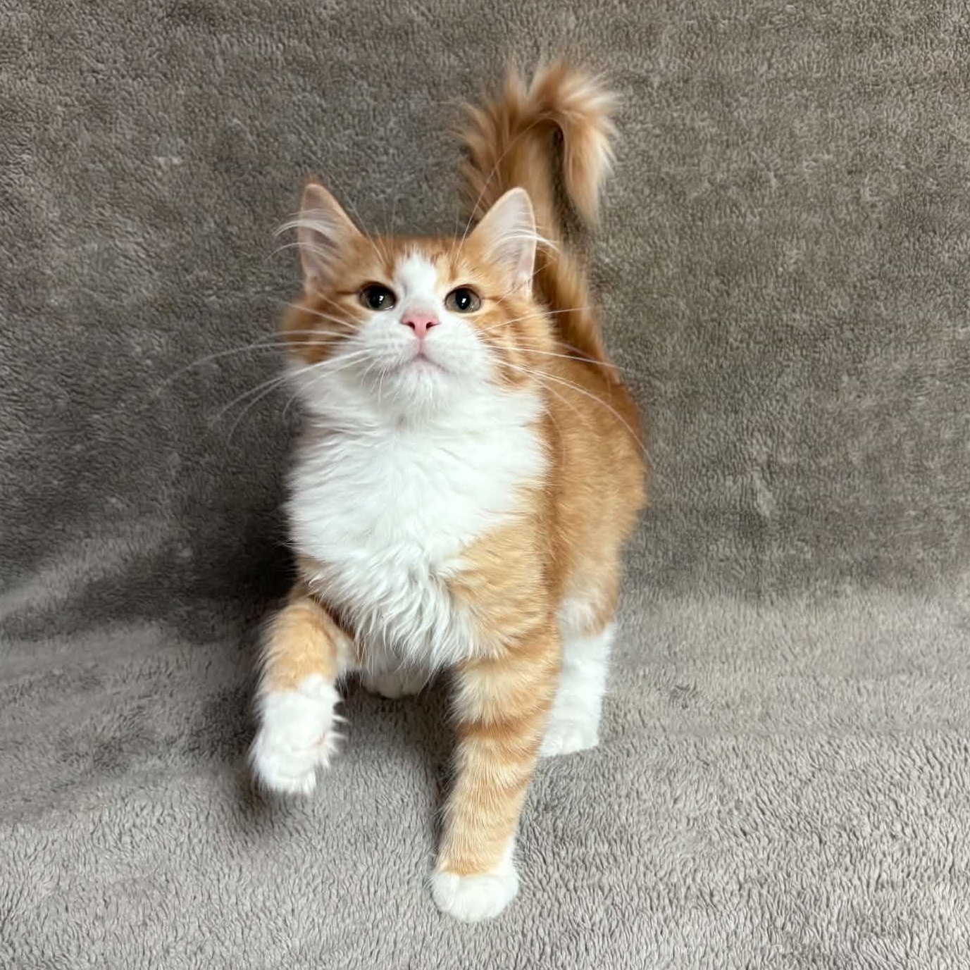 Manatar, an adopted Domestic Short Hair in Waterloo, IA image 2/5