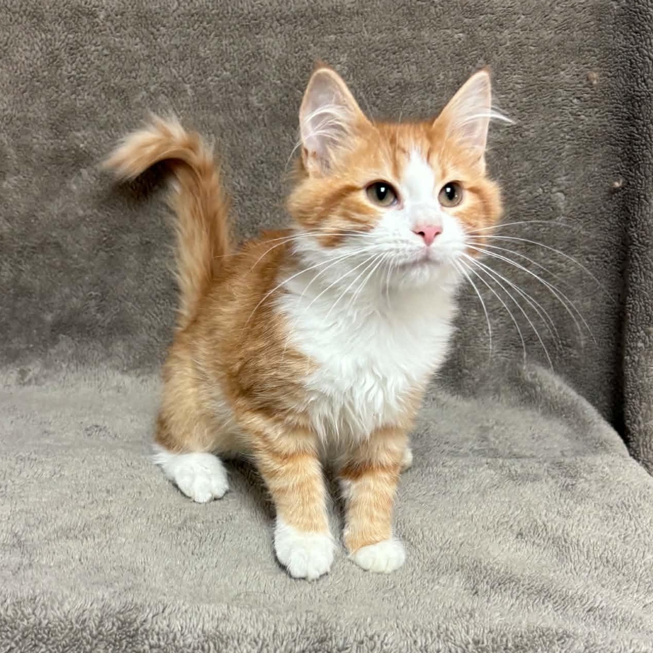 Manatar, adopted, Young Male Domestic Short Hair.
