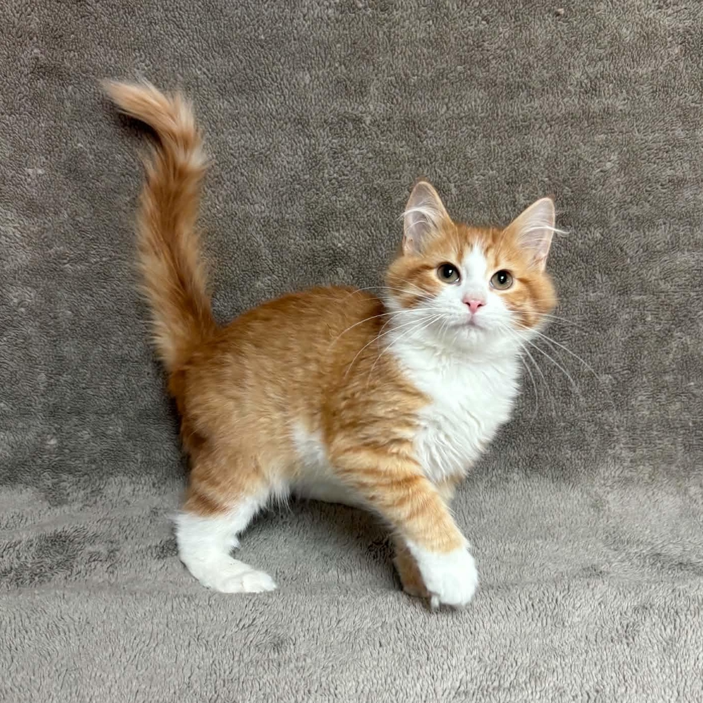 Manatar, an adopted Domestic Short Hair in Waterloo, IA image 5/5