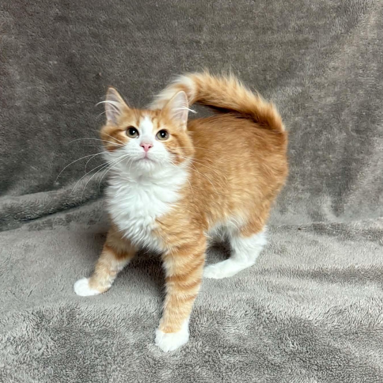 Manatar, an adopted Domestic Short Hair in Waterloo, IA image 3/5